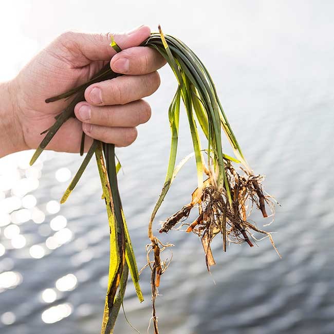 Spanish Chef Angel León Discovers a New, Unique Superfood: Sea Rice