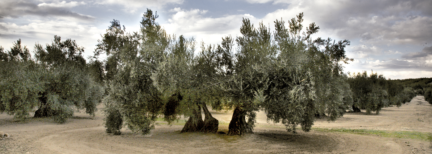 Jaén Foodie Guide Tour to an Olive Oil Paradise Foods and Wines from
