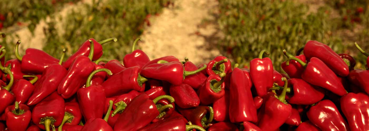 What Does Navarra Taste Like? Foods and Wines from Spain