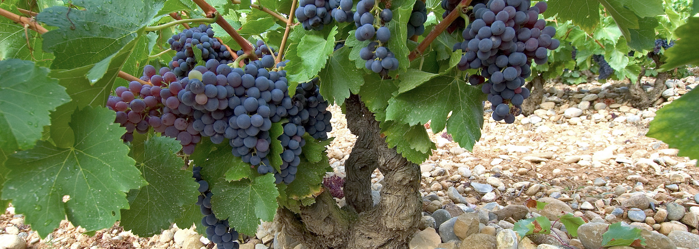Everything you Need to Know about Garnacha from Spain