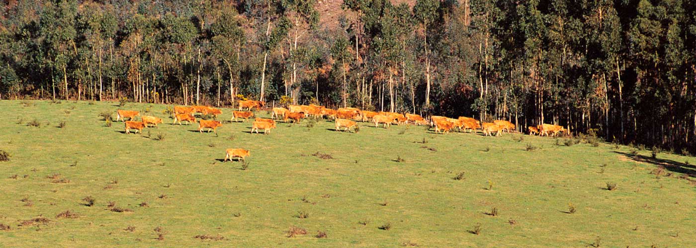 Beef cattle in Spain. Photo: @ICEX