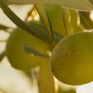 Olives in Tree