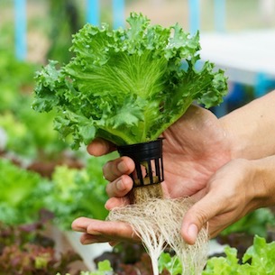 Fresh Food Small Listado