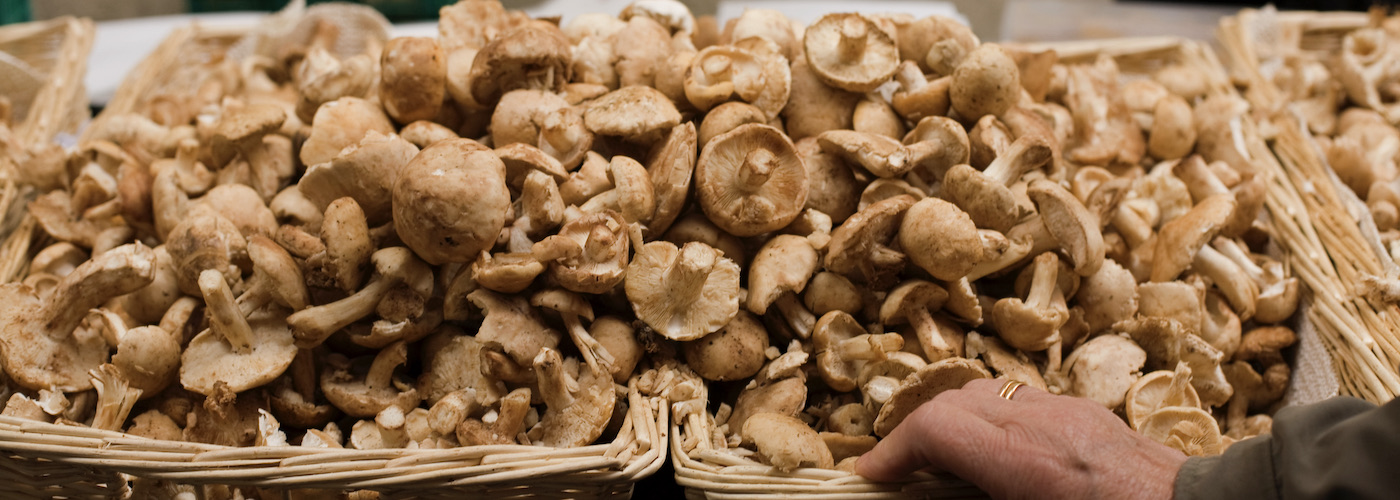 Mushrooms at Ordizia market