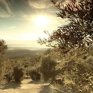 Olive Trees in Ubeda