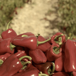 Peppers in a field in Spain small