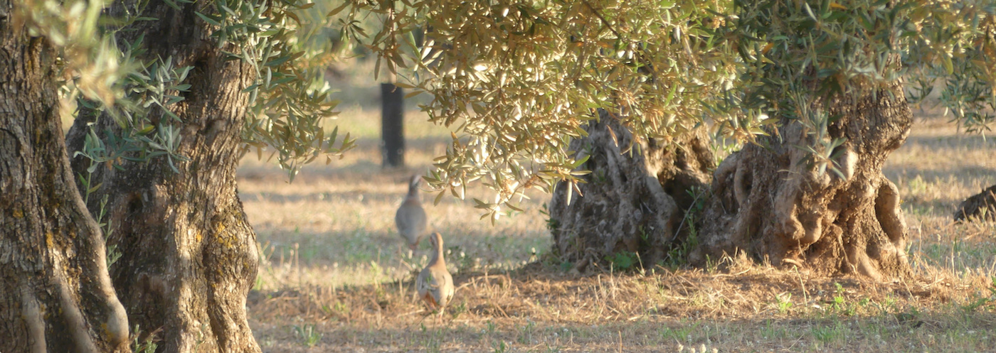 Spanish Olive Groves Lead the Way to Profitable Environmental Change
