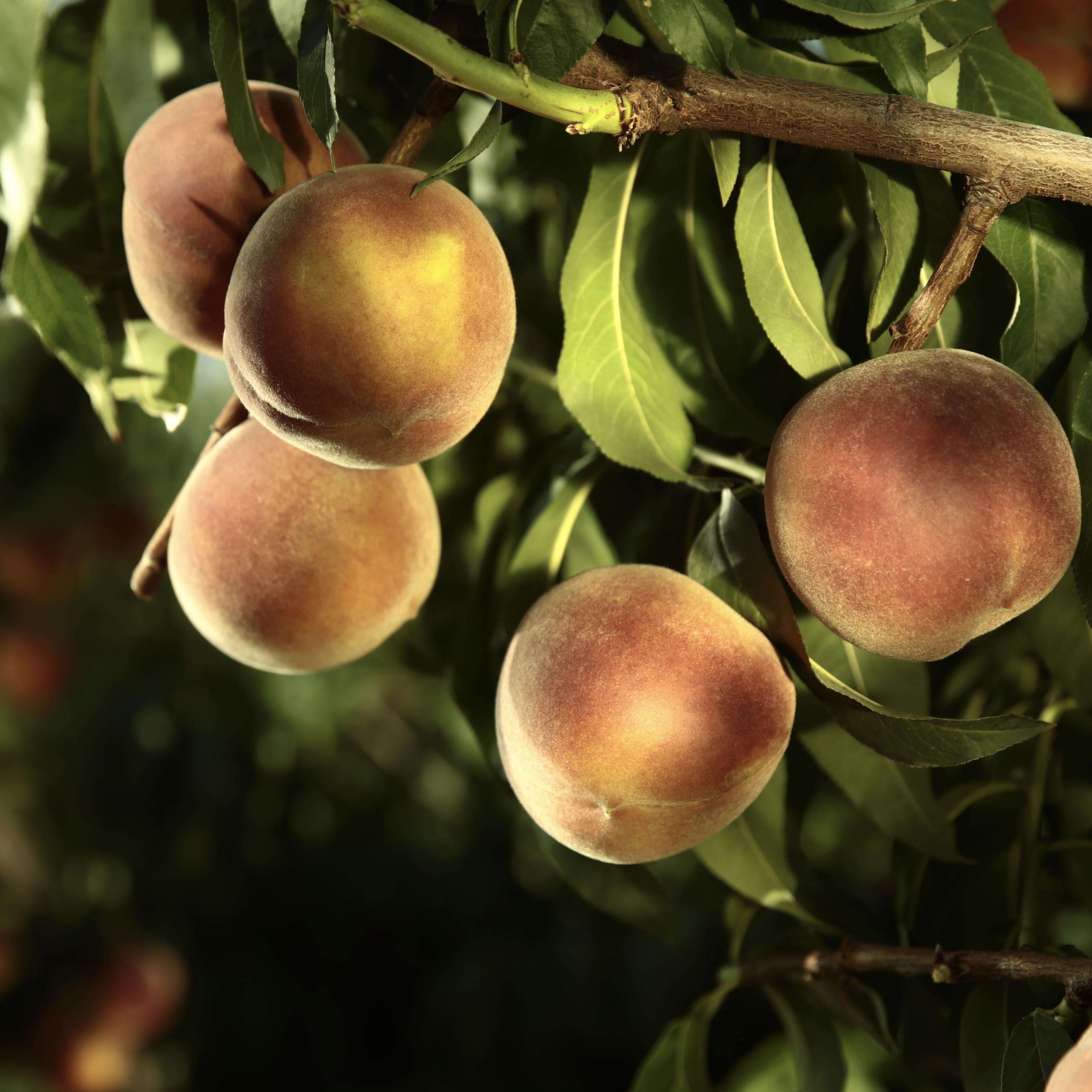 Spanish Stone Fruits: The Taste of Summer