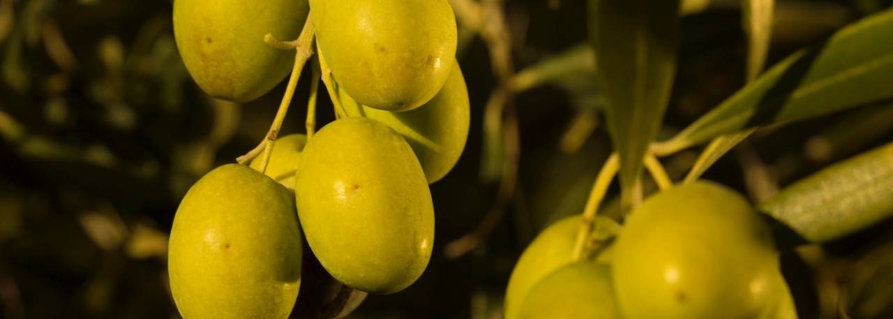 Olive Oil Harvest: A Return to Normal Matched with Top Quality