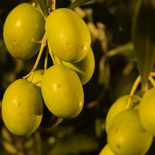 Olive Oil Harvest: A Return to Normal Matched with Top Quality