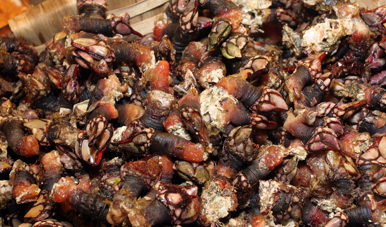 Percebes: Spain’s Highly-Prized Seafood Delicacy