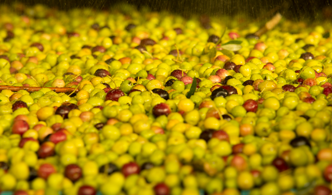 Liquid Gold – Spanish Extra Virgin Olive Oil