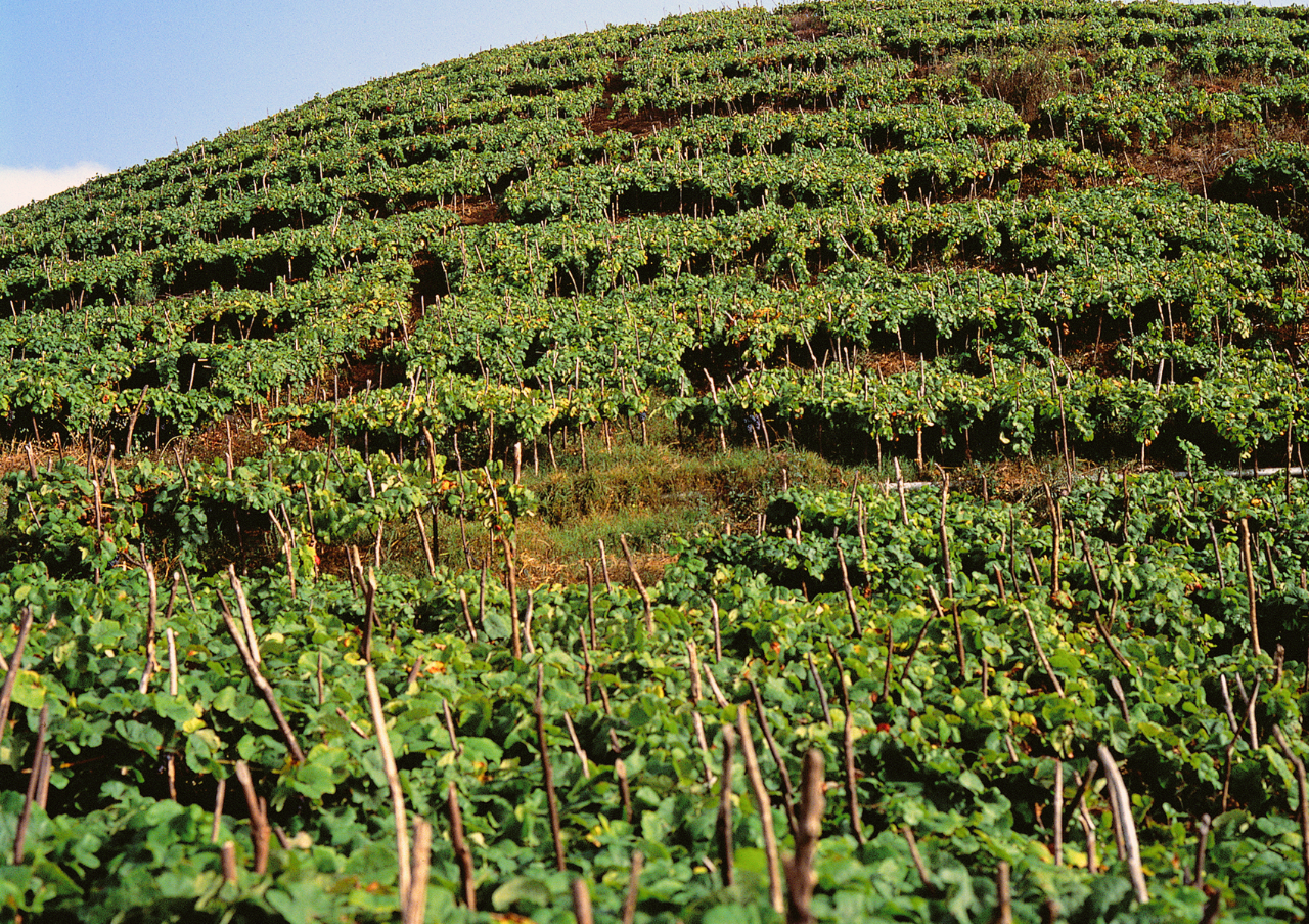 when-theres-smoke-theres-fire-spanish-volcanic-wines-in-lanzarote-and-tenerife-vinas.png