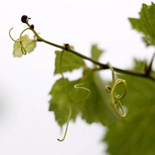 Godello wines from Spain