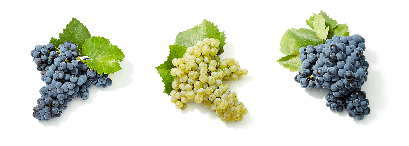 Spanish Research Center IMIDRA Amasses One of World’s Largest Grape Variety Collections Foods