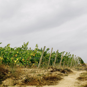 Albariño Vineyards small