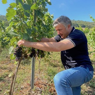 Lalo harvesting Albarín Blanco