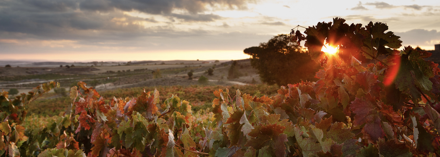 Vineyards Viña Mayor