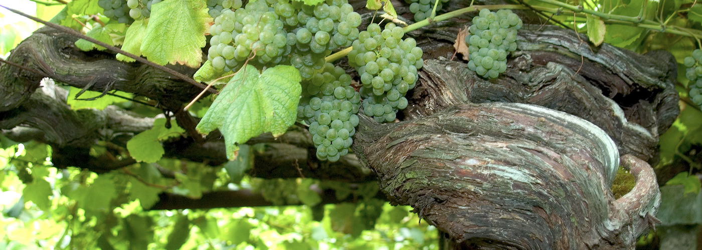 Glorious Galicia’s Albariño: the Grape of the Land and of the Sea
