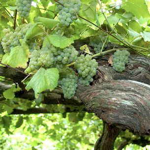 Albariño Grapes Small