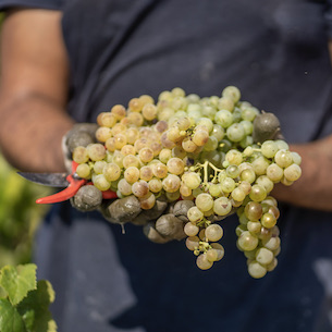 Cava Grapes