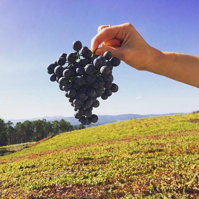 Spain’s indigenous grape varieties