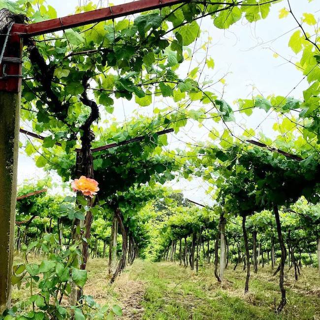 The Garnacha Históricas Project in Campo de Borja