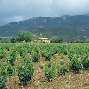 Getting into Spanish Wine