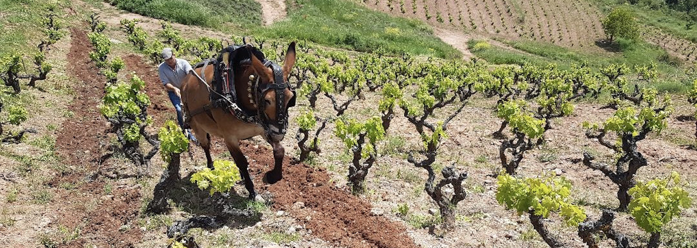 Singular Vineyards from Rioja: A New Era