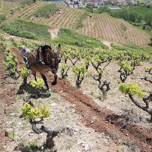 Singular Vineyards from Rioja: A New Era