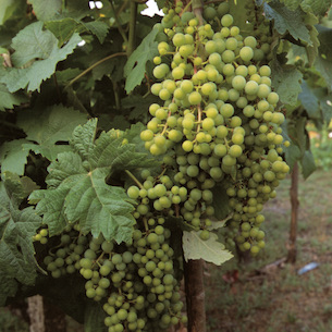 Is Ribeiro the Oldest Designated Winemaking Region in the World?