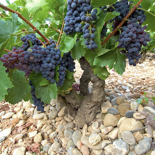 A Look at Garnachas Históricas Project in Campo de Borja