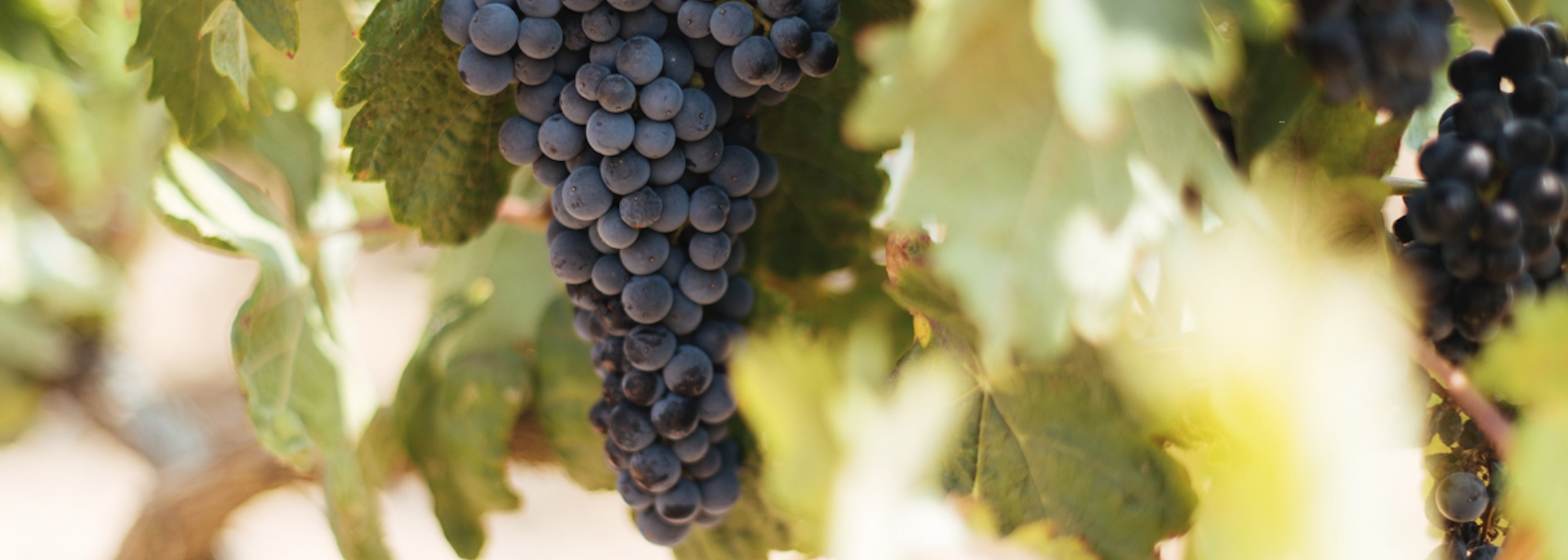 Traditional Spanish Grapes: a Treasure Trove for the Contemporary Winemaker