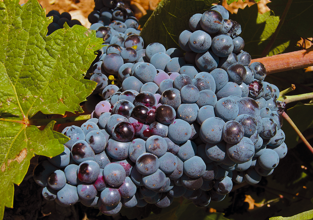 Monastrell is Having a Moment