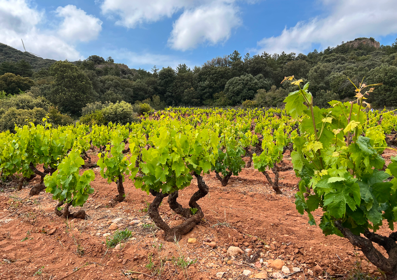 From Plateau to Volcano: Spain’s Wines at Elevation