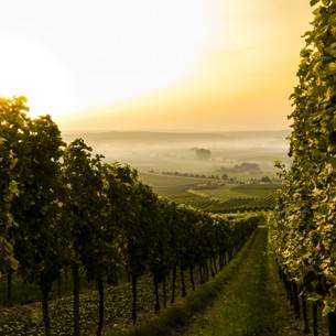 Spanish Organic Wine Tasting