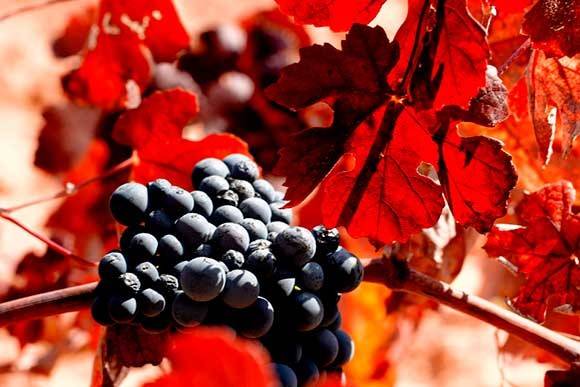Organic Spain seminar