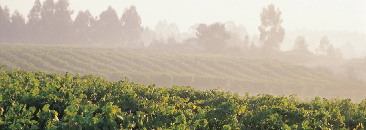 Albariño Vineyards in Rías Baixas DO