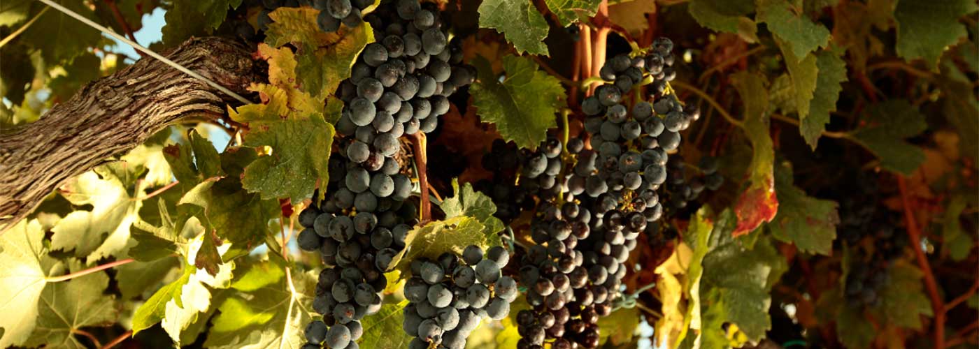 Wine harvest in Spain. Photo: @ICEX