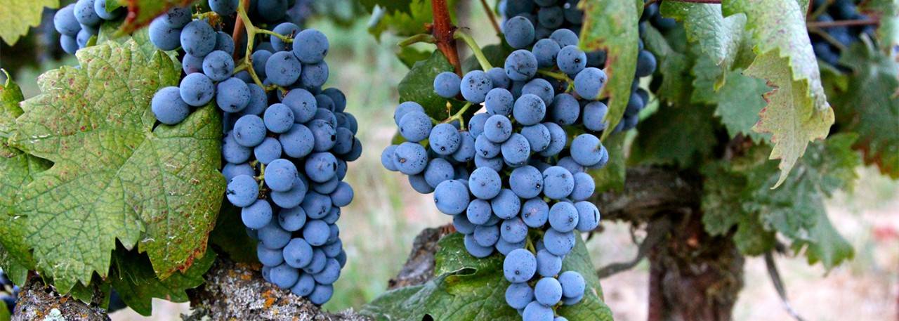 Spanish grape wine varieties: Graciano