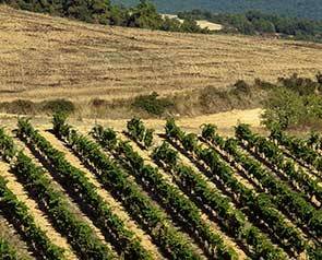 Green Spain: a tour of Galicia, Bierzo and Txakolí