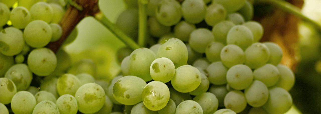Spanish white wine grapes: Godello. Patricia R. Soto/@ICEX