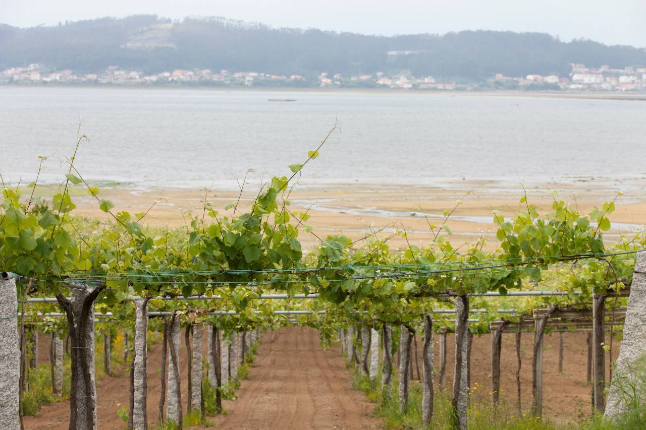 Seminar with guest region DO Rías Baixas