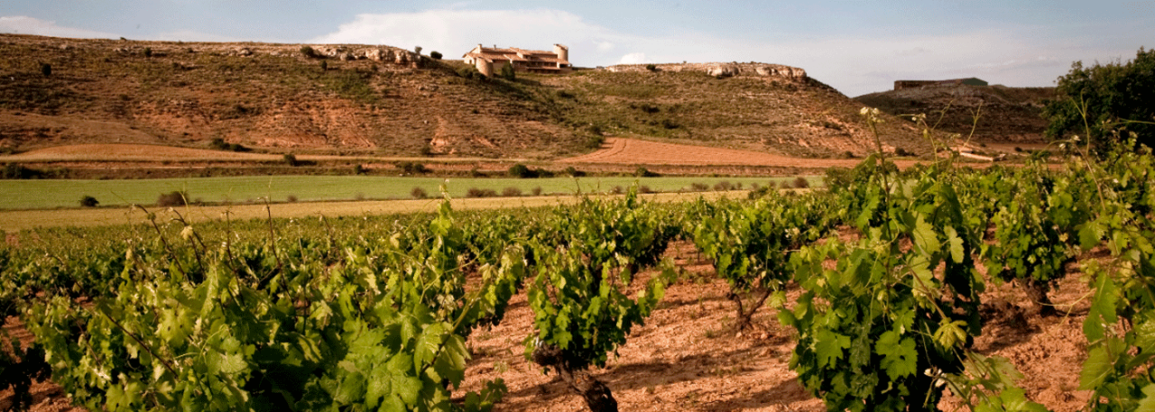 Vineyards in Rioja. Photo by: @ICEX