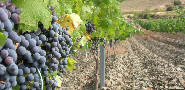 2FlavoursofSpanishGarnachaLondon.png