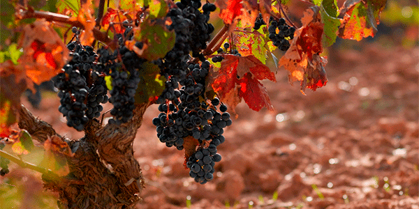 Spanish wine. Photo by:@ICEX