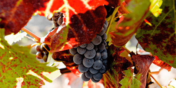Spanish wine. Photo by:@ICEX