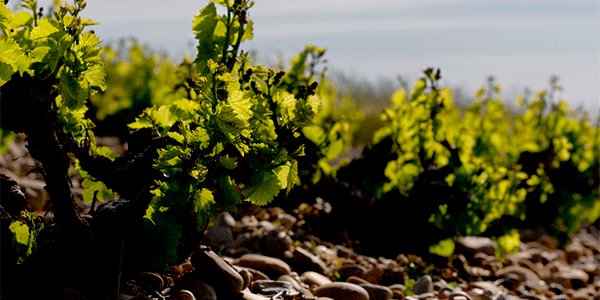 Spanish wine. Photo by:@ICEX