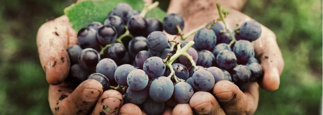 Organic and Sustainable Winemaking