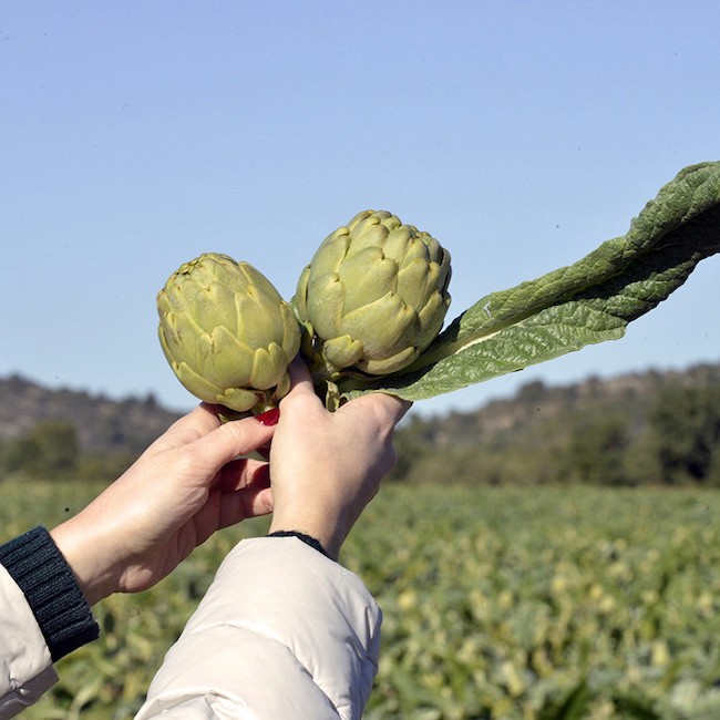 Anatomy of an Artichoke, Delicious and Versatile
